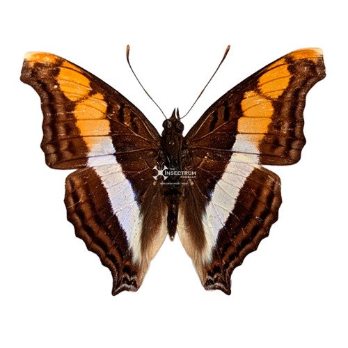 ADELPHA FESSONIA the band-celled mexican sister